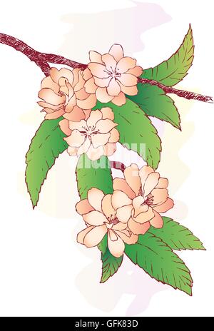 Zweig mit orientalischen Kirschenblüten isoliert Stock Vektor