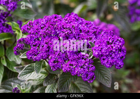 Heliotropium "Marine". Heliotrop Blumen im Sommergarten. Stockfoto