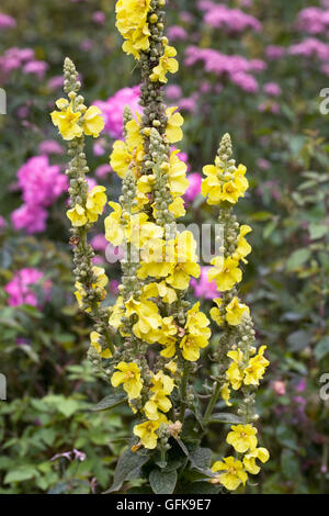 Königskerzen wächst in einem englischen Garten. Königskerze Blumen. Stockfoto