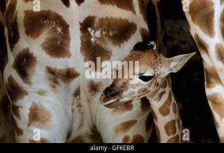 Ein zweitägiges weibliches Rothschild-Giraffenkalb steht neben ihrer Mutter Lunar in ihrem Gehege im Port Lympne Wild Animal Park in der Nähe von Ashford, Kent, und wird das erste Giraffenkalb der vom Aussterben bedrohten Spezies, die acht Jahre lang im Park geboren wurde. Stockfoto