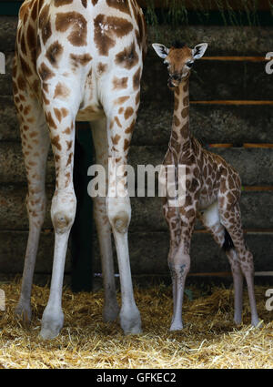 Eine zwei Tage alte weiblichen Rothschild-Giraffen-Kalb steht neben ihrer Mutter Lunar in ihr Gehege im Port Lympne Wild Animal Park in der Nähe von Ashford, Kent, immer die erste Giraffe Kalb von der vom Aussterben bedrohten Arten im Park seit acht Jahren geboren. Stockfoto