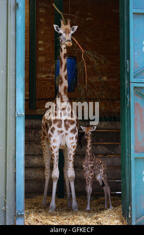 Eine zwei Tage alte weiblichen Rothschild-Giraffen-Kalb steht neben ihrer Mutter Lunar in ihr Gehege im Port Lympne Wild Animal Park in der Nähe von Ashford, Kent, immer die erste Giraffe Kalb von der vom Aussterben bedrohten Arten im Park seit acht Jahren geboren. Stockfoto