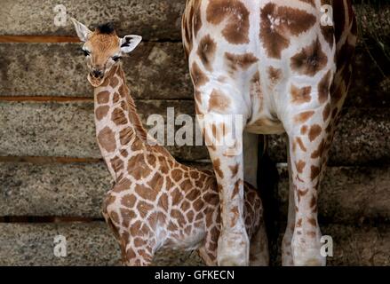 Eine zwei Tage alte weiblichen Rothschild-Giraffen-Kalb steht neben ihrer Mutter Lunar in ihr Gehege im Port Lympne Wild Animal Park in der Nähe von Ashford, Kent, immer die erste Giraffe Kalb von der vom Aussterben bedrohten Arten im Park seit acht Jahren geboren. Stockfoto