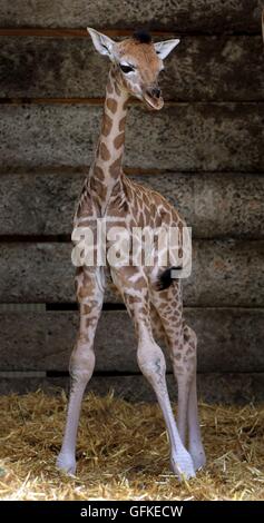 Eine zwei Tage alte weiblichen Rothschild-Giraffen-Kalb erkundet ihr Gehege im Port Lympne Wild Animal Park in der Nähe von Ashford, Kent, immer die erste Giraffe Kalb von der vom Aussterben bedrohten Arten im Park seit acht Jahren geboren. Stockfoto