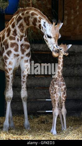 Eine zwei Tage alte weiblichen Rothschild-Giraffen-Kalb steht neben ihrer Mutter Lunar in ihr Gehege im Port Lympne Wild Animal Park in der Nähe von Ashford, Kent, immer die erste Giraffe Kalb von der vom Aussterben bedrohten Arten im Park seit acht Jahren geboren. Stockfoto