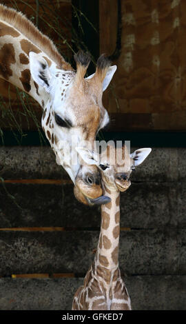 Eine zwei Tage alte weiblichen Rothschild-Giraffen-Kalb steht neben ihrer Mutter Lunar in ihr Gehege im Port Lympne Wild Animal Park in der Nähe von Ashford, Kent, immer die erste Giraffe Kalb von der vom Aussterben bedrohten Arten im Park seit acht Jahren geboren. Stockfoto