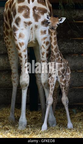 Eine zwei Tage alte weiblichen Rothschild-Giraffen-Kalb steht neben ihrer Mutter Lunar in ihr Gehege im Port Lympne Wild Animal Park in der Nähe von Ashford, Kent, immer die erste Giraffe Kalb von der vom Aussterben bedrohten Arten im Park seit acht Jahren geboren. Stockfoto