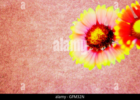 Gerbera auf rot, weiß und rosa Hintergrund mit einem kleinen Teil in die Zelle. Stockfoto