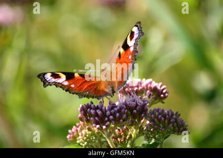 Butterfiles Schmetterling Stockfoto