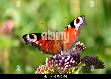 Butterfiles Schmetterling Stockfoto