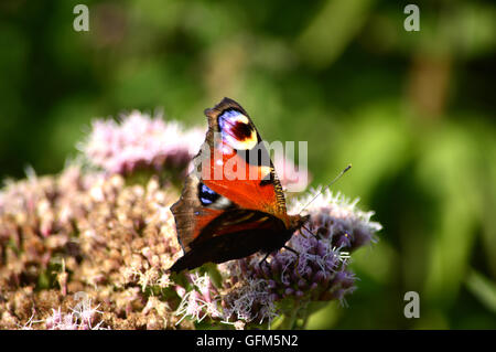 Butterfiles Schmetterling Stockfoto