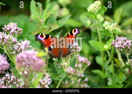 Butterfiles Schmetterling Stockfoto