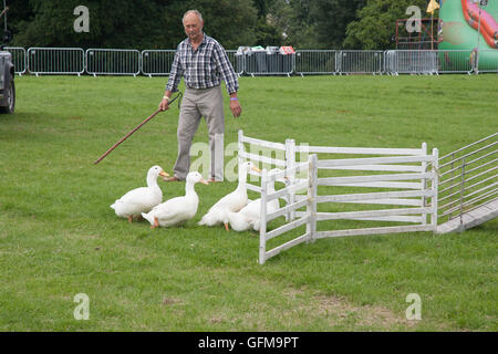 Lambeth Country Show, Brockwell Park London England UK Europa Stockfoto