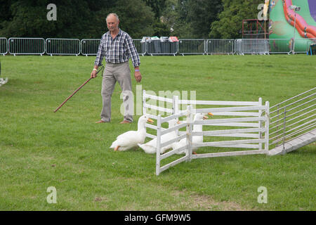 Lambeth Country Show, Brockwell Park London England UK Europa Stockfoto