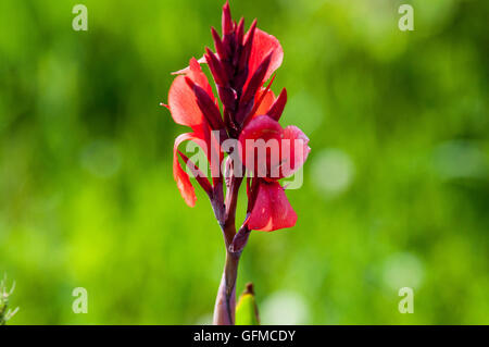 CANNA rote Blume im Sommergarten Stockfoto