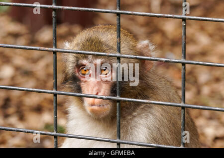 Japanmakaken im Zoo Stockfoto