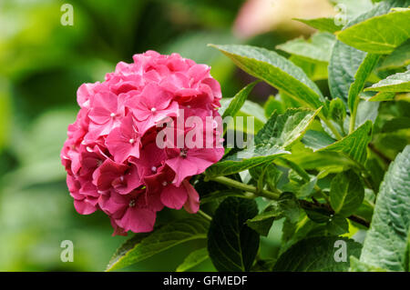 Französische Hortensien, Hortensia macrophylla blühende Pflanze, Hortensia Stockfoto