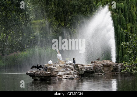 Pelikane und Kormorane im St. James Park, London England Vereinigtes Königreich UK Stockfoto