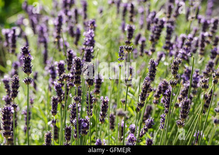 Violette Lavandula Lavendelblüten wachsen zusammen Stockfoto