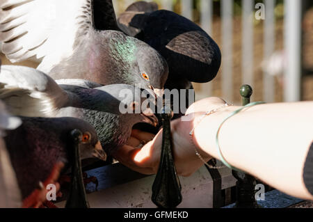 Frau Hand füttern Tauben im St. James Park, London England Vereinigtes Königreich UK Stockfoto