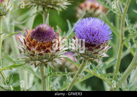 Blütender Globus Artischockenköpfe Blumen Stockfoto