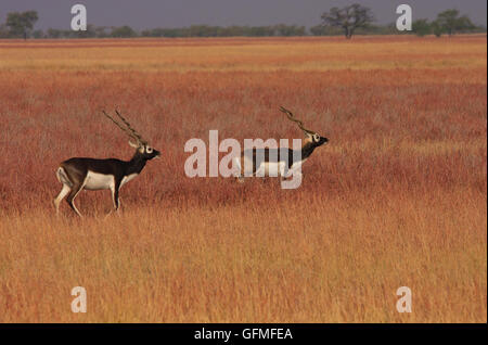 Blackbuck (fotografiert in Velavadar Naional Park, Indien) Stockfoto