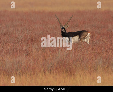 Blackbuck (fotografiert in Velavadar Naional Park, Indien) Stockfoto