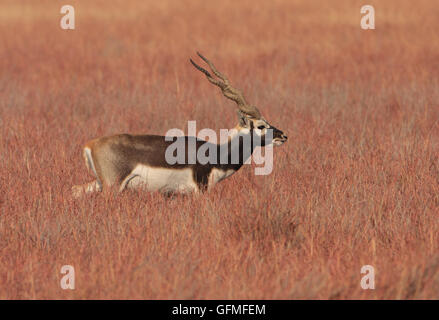 Blackbuck (fotografiert in Velavadar Naional Park, Indien) Stockfoto