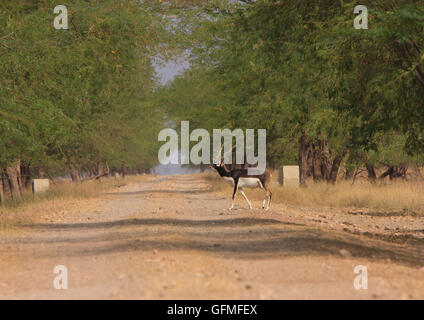 Blackbuck (fotografiert in Velavadar Naional Park, Indien) Stockfoto