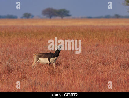 Blackbuck (fotografiert in Velavadar Naional Park, Indien) Stockfoto