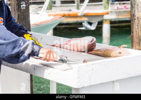 Mann Reinigung Fisch in einem Fischerhafen Stockfoto