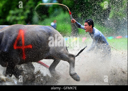 Chonburi, Thailand. 31. Juli 2016. Ein Thai Büffel-Racer konkurriert während einer jährlichen Buffalo racing in der Provinz Chonburi, Thailand, 31. Juli 2016. Bildnachweis: Rachen Sageamsak/Xinhua/Alamy Live-Nachrichten Stockfoto