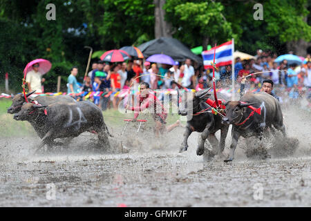 Chonburi, Thailand. 31. Juli 2016. Thai Büffel Rennfahrer konkurrieren während einer jährlichen Buffalo racing in der Provinz Chonburi, Thailand, 31. Juli 2016. Bildnachweis: Rachen Sageamsak/Xinhua/Alamy Live-Nachrichten Stockfoto