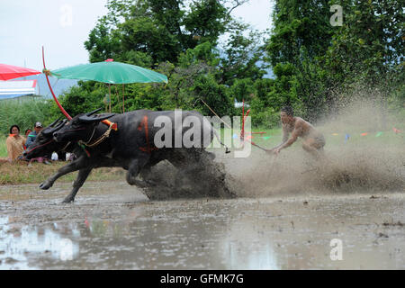 Chonburi, Thailand. 31. Juli 2016. Ein Thai Büffel-Racer konkurriert während einer jährlichen Buffalo racing in der Provinz Chonburi, Thailand, 31. Juli 2016. Bildnachweis: Rachen Sageamsak/Xinhua/Alamy Live-Nachrichten Stockfoto