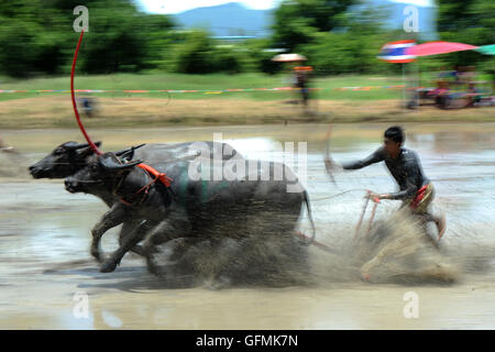 Chonburi, Thailand. 31. Juli 2016. Ein Thai Büffel-Racer konkurriert während einer jährlichen Buffalo racing in der Provinz Chonburi, Thailand, 31. Juli 2016. Bildnachweis: Rachen Sageamsak/Xinhua/Alamy Live-Nachrichten Stockfoto