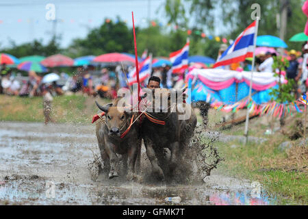 Chonburi, Thailand. 31. Juli 2016. Ein Thai Büffel-Racer konkurriert während einer jährlichen Buffalo racing in der Provinz Chonburi, Thailand, 31. Juli 2016. Bildnachweis: Rachen Sageamsak/Xinhua/Alamy Live-Nachrichten Stockfoto