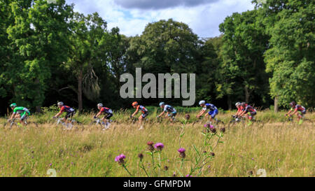 Ranmore Common, Surrey, UK, 31. Juli 2016. Aufsichtsrechtlichen RideLondon-Surrey Classic 2016. Das Hauptfeld übergibt die Flora des Ranmore Common auf die letzten drei Runden in den Surrey Hügeln oberhalb von Dorking. Die 202km Classic RideLondon-Surrey ist Großbritanniens führende Eintagesrennen und legacy-Event von den Olympischen Spielen 2012. Bildnachweis: Clive Jones/Alamy Live-Nachrichten Stockfoto