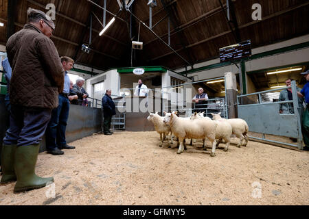 Newtown St. Boswells, Auktion Mart, UK. 01.Aug.2016.   Erstklassige Lamm & Rinder Verkauf Auktionator abgebildet verkaufen Lämmer am Verkauf von Prime Lamm und Prime Rinder auf Harrison & Heatherington, St Boswells Auction Mart, eine Chance für die Landwirte in der Gegend um ihre erstklassige Aktien zu verkaufen.   Bildnachweis: Rob Gray/Alamy Live-Nachrichten Stockfoto