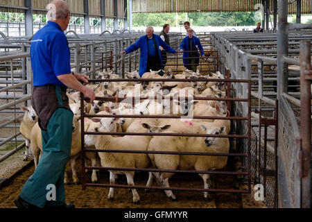 Newtown St. Boswells, Auktion Mart, UK. 01.Aug.2016.   Prime Lamm & Rinder Verkauf Handler / Viehtreiber Lämmer vor Verkauf mit Harrison & Heatherington bewegen. Verkauf von Prime Lamm und Prime Rinder bei St Boswells Auktion Mart, eine Chance für die Landwirte in der Gegend um ihre erstklassige Aktien zu verkaufen.   Bildnachweis: Rob Gray/Alamy Live-Nachrichten Stockfoto