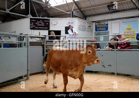 Newtown St. Boswells, Auktion Mart, UK. 01.Aug.2016.   Erstklassige Lamm & Rinder Verkauf Auktionator abgebildet Verkauf Vieh auf den Verkauf von Prime Lamm und Prime Rinder auf Harrison & Heatherington, St Boswells Auction Mart, eine Chance für die Landwirte in der Gegend um ihre erstklassige Aktien zu verkaufen.   Bildnachweis: Rob Gray/Alamy Live-Nachrichten Stockfoto