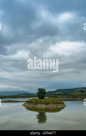 Kleiner Baum auf der kleinen Insel, Sumpf Escalante, Kantabrien, Spanien. Stockfoto