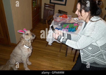 Familie Goldendoodle Hund Gunnar pflichtbewusst tragen Ostern Hasenohren fotografiert von seinem Meister. St Paul Minnesota MN USA Stockfoto