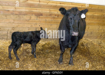 Neugeborenes Kalb nur ein paar Stunden alt, immer noch mit der Nabelschnur in Ranch Lieferung Scheune. Schwachrankenden Minnesota MN USA Stockfoto