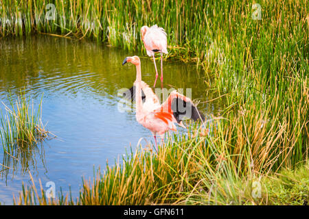 Amerikanische Flamingos (Phoenicopterus Ruber), stehend in einem See, Moreno Punkt, Isabela Island, Galapagos-Inseln, Ecuador Stockfoto