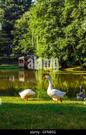 drei Gänse am Teich mit Pavillon im Park am Sommermorgen Stockfoto