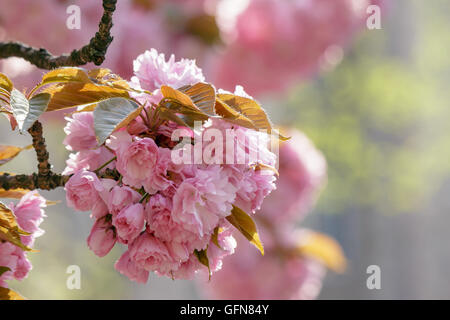 zarte rosa Blumen blühten japanische Kirschbäume Stockfoto