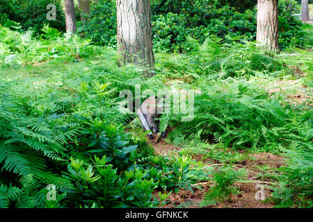 WALLABY (WALLAROO) AUSBLENDEN Stockfoto