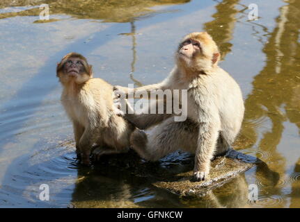 Zwei verspielten jungen Berberaffen (Macaca Sylvanus) am Rand des Wassers Stockfoto