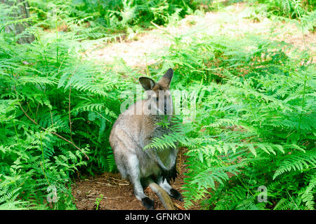 WALLABY (WALLAROO) AUSBLENDEN Stockfoto