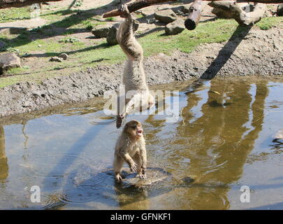 Zwei verspielten jungen Berberaffen (Macaca Sylvanus) im Wasser Stockfoto